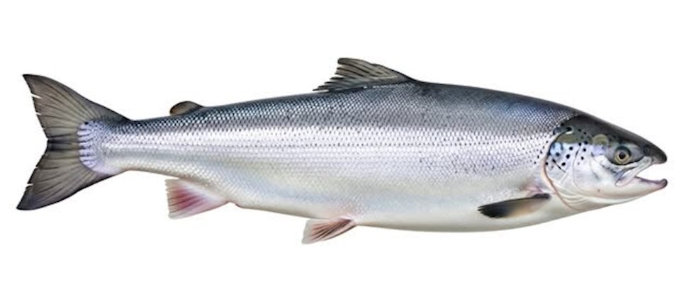 Kapisilik