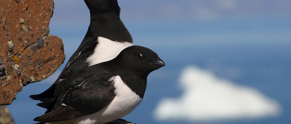Udlånt af Pinngortitaleriffik og tage af Carsten Egevang