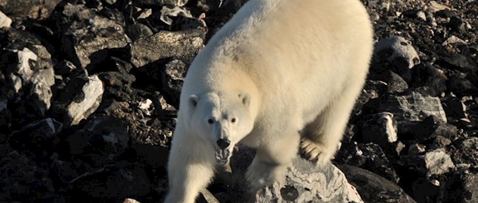 Et billede af isbjørn