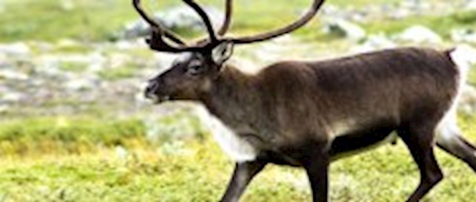Tuttu