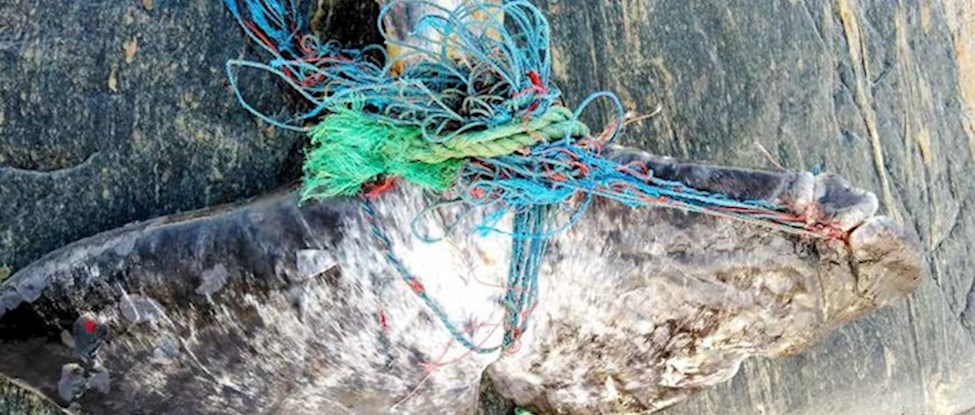 Tabte fiskeredskaber