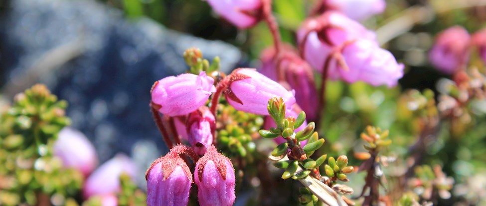 Indstilling af medlemmer til