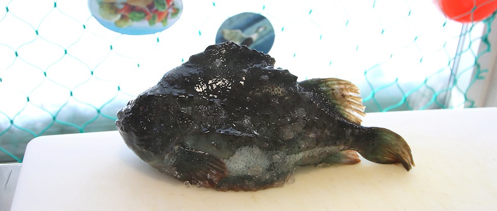 Stenbider på disken